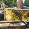 ?lterer Mann sieht sich Bienenwaben an